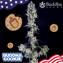 Buddha Cookie Buddha Seeds