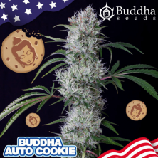 Auto Buddha Cookie Buddha Seeds