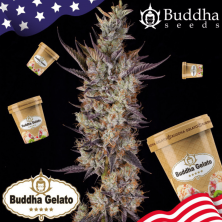 Buddha Gelato Buddha Seeds