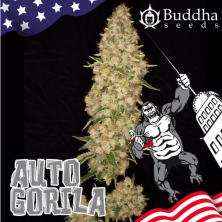 Auto Gorila Buddha Seeds