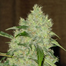 Bubble Gum F1 Serious Seeds
