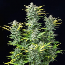Auto Quick One Royal Queen Seeds