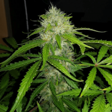 Auto Royal Dwarf Royal Queen Seeds