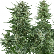 Auto Easy Bud Royal Queen Seeds