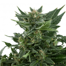 Auto Royal Kush Royal Queen Seeds
