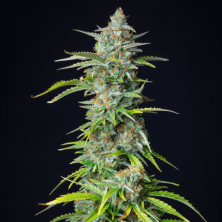 Auto Northern Light Royal Queen Seeds