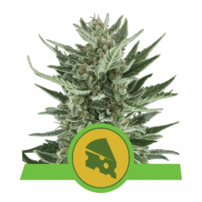 Auto Royal Cheese Royal Queen Seeds
