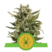 Auto White Widow Royal Queen Seeds