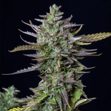 Auto Blue Cheese Royal Queen Seeds