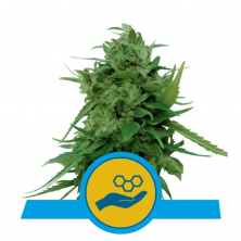 Auto Solomatic CBD Royal Queen Seeds