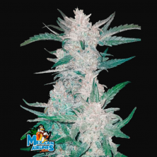 Auto Mexican Airlines Fast Buds